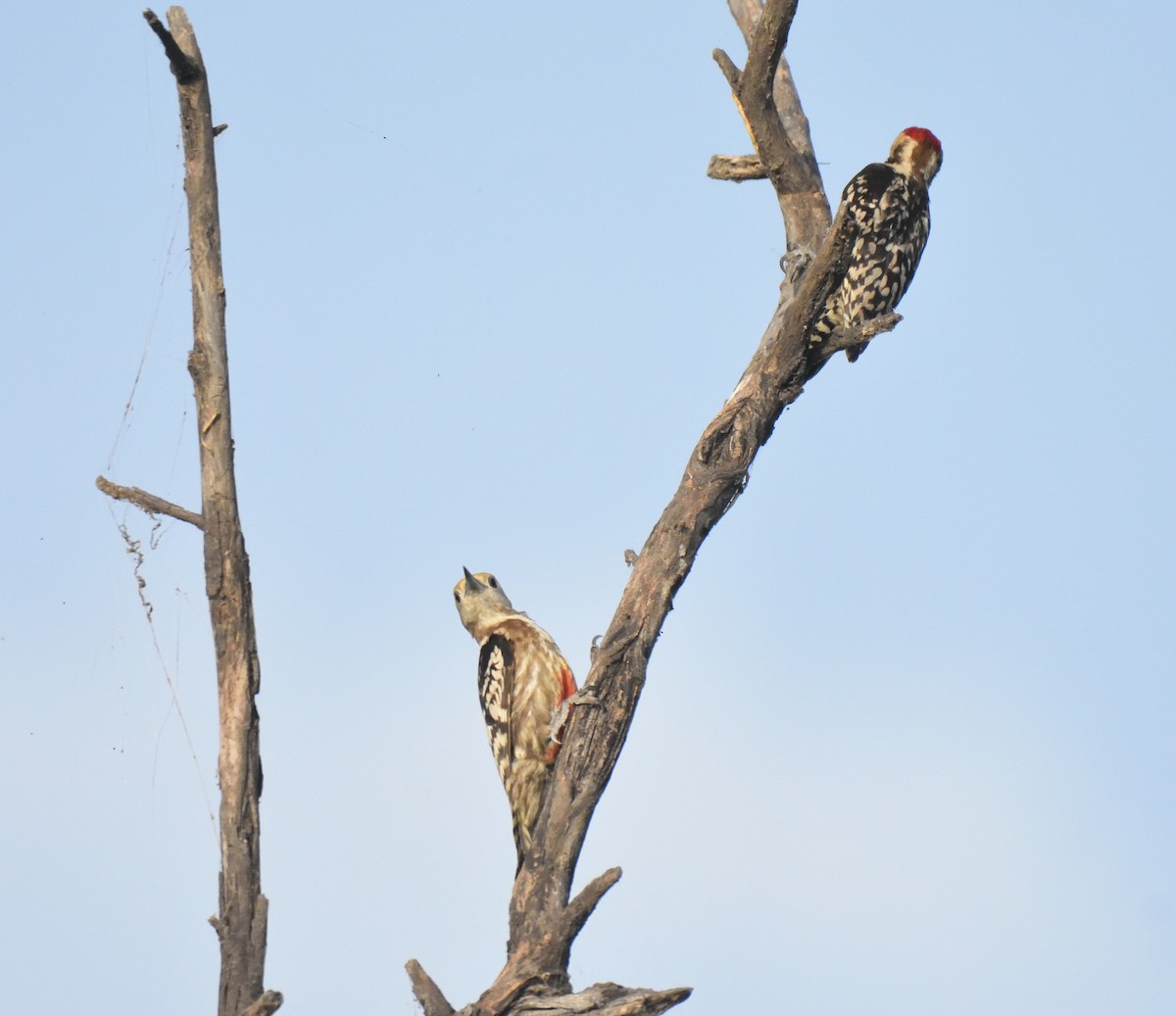 Yellow-crowned Woodpecker - ML560297711