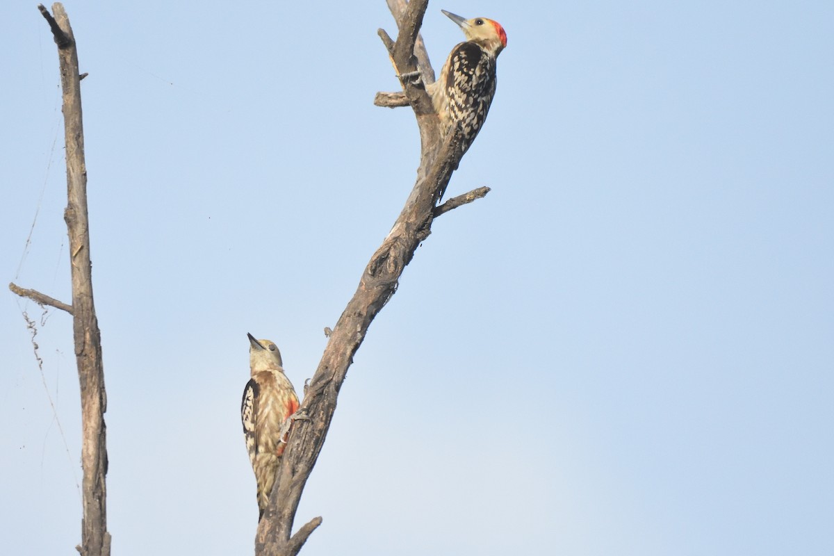 Yellow-crowned Woodpecker - ML560297721