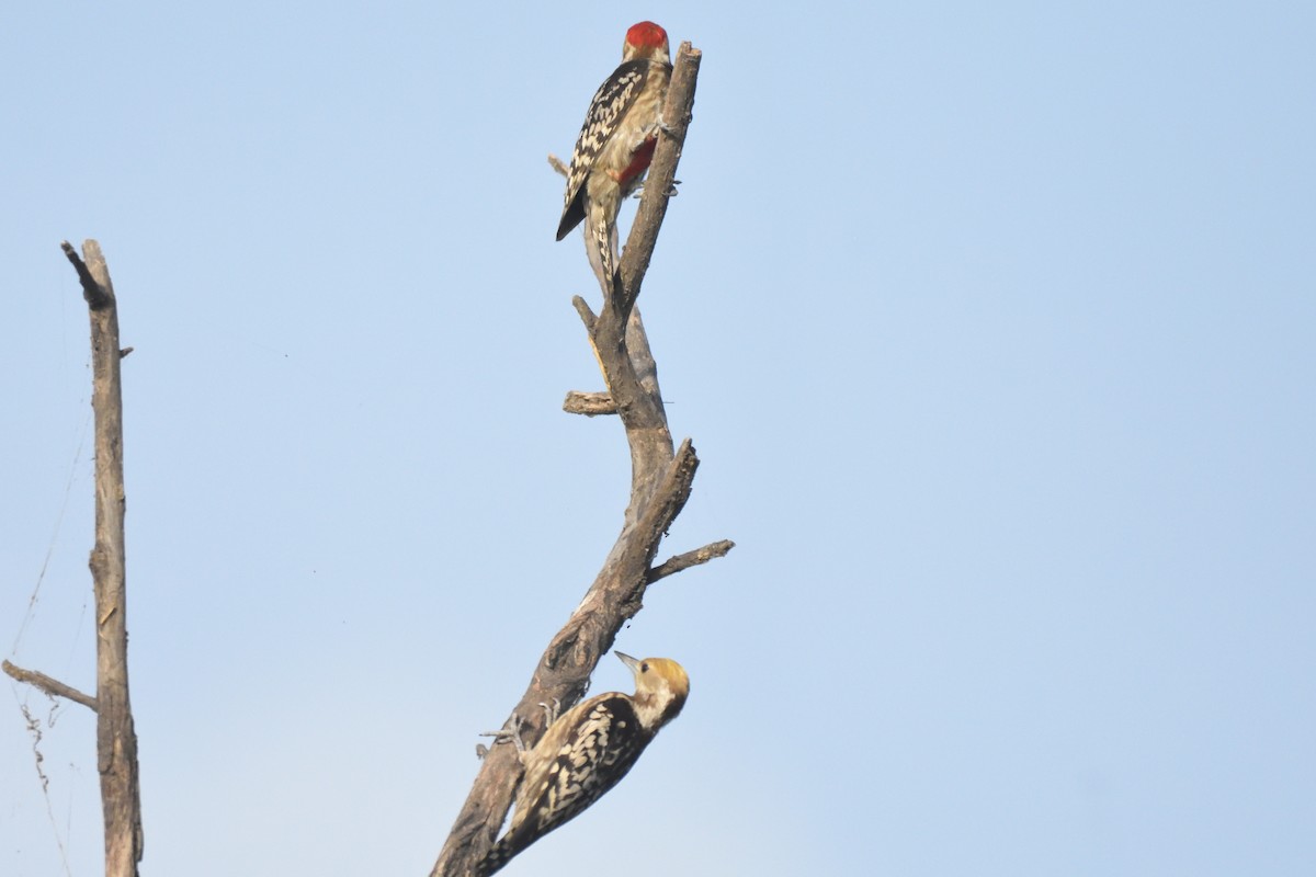Yellow-crowned Woodpecker - ML560297731