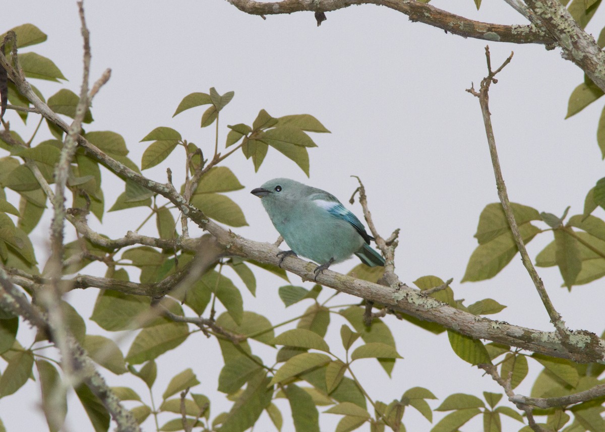 Blue-gray Tanager - ML560298961
