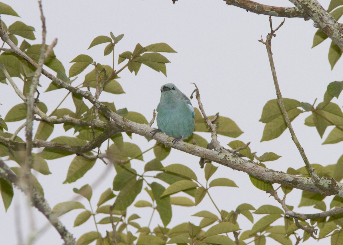 Blue-gray Tanager - ML560299001