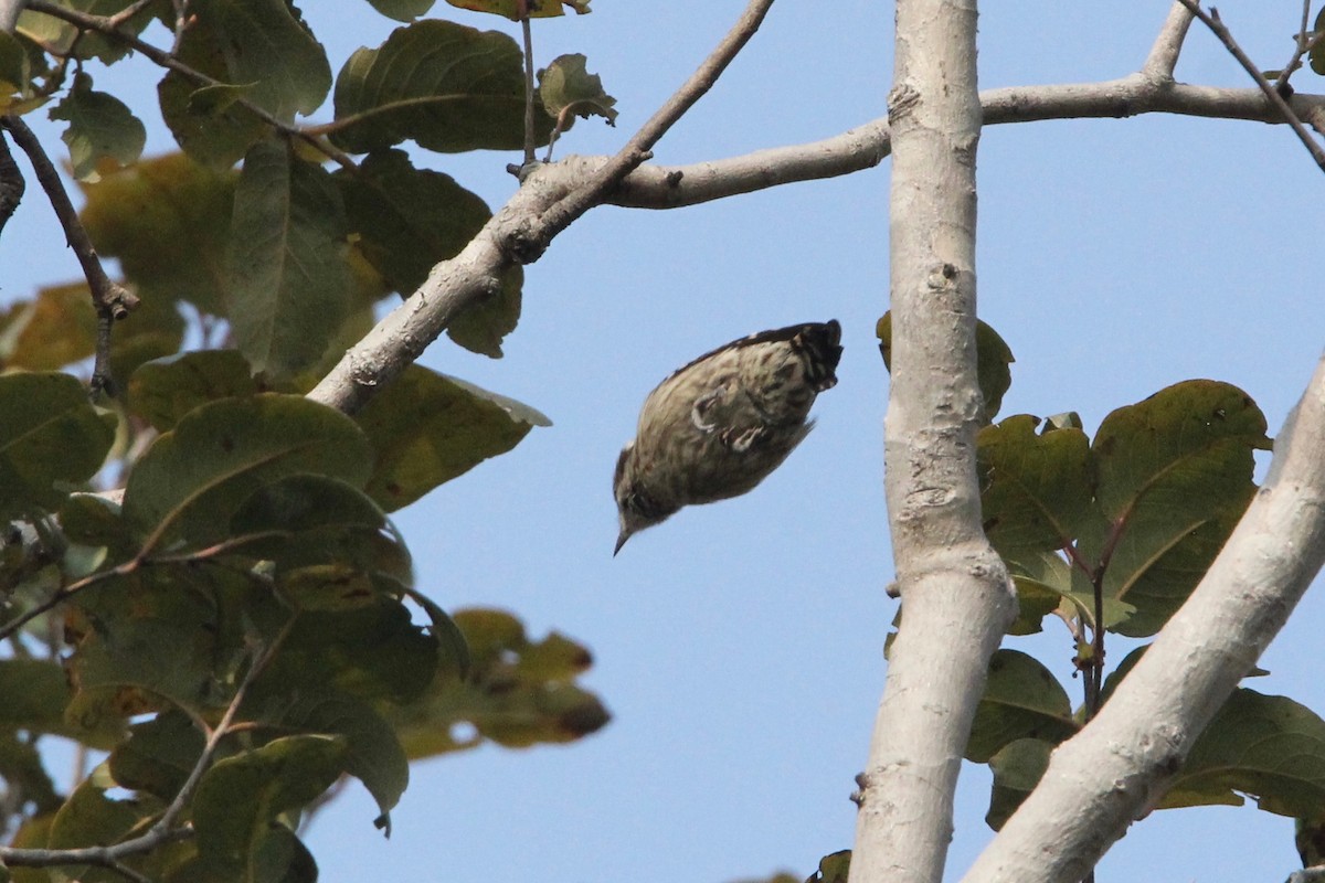 Brown-capped Pygmy Woodpecker - ML56030211
