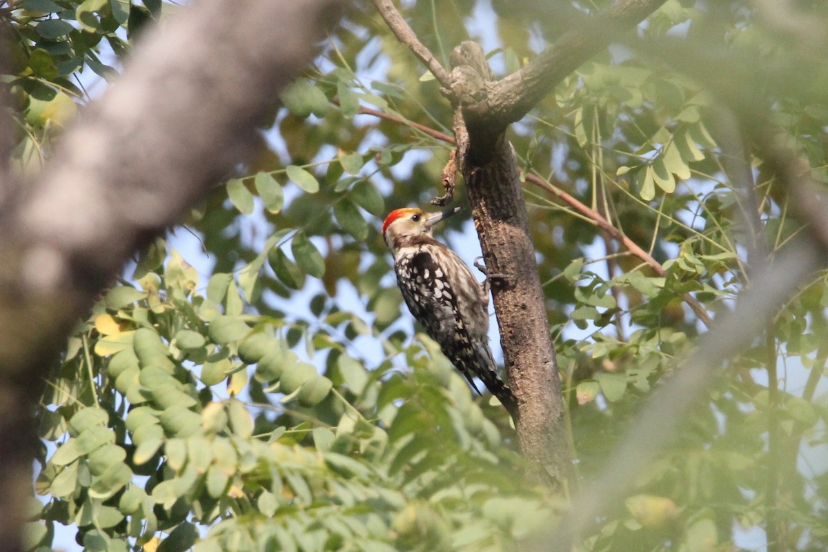 Yellow-crowned Woodpecker - Robert Gowan
