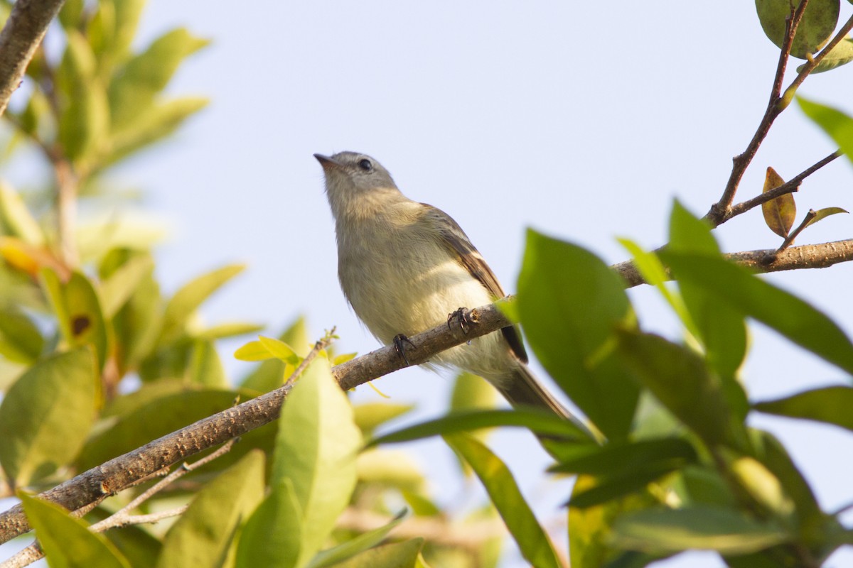 Southern Mouse-colored Tyrannulet - ML560303041