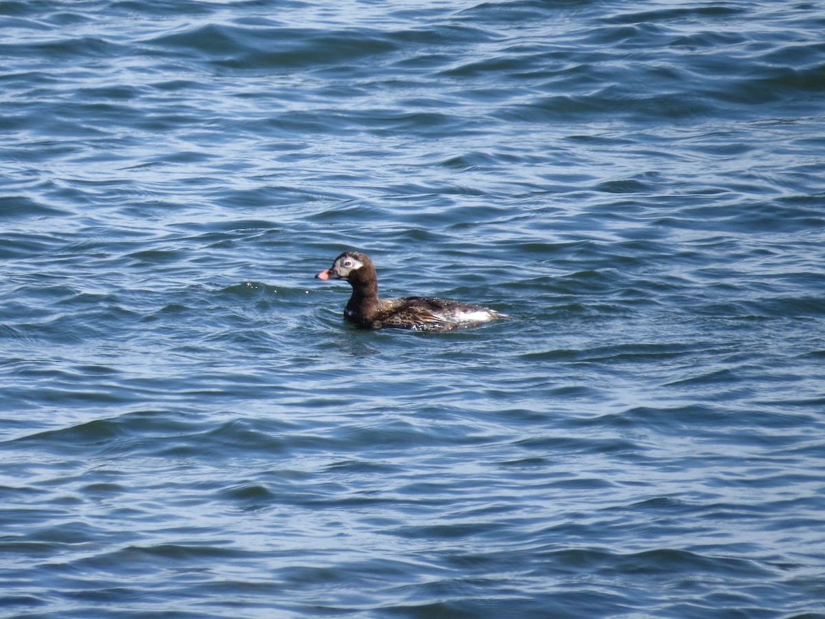 Long-tailed Duck - ML560303541