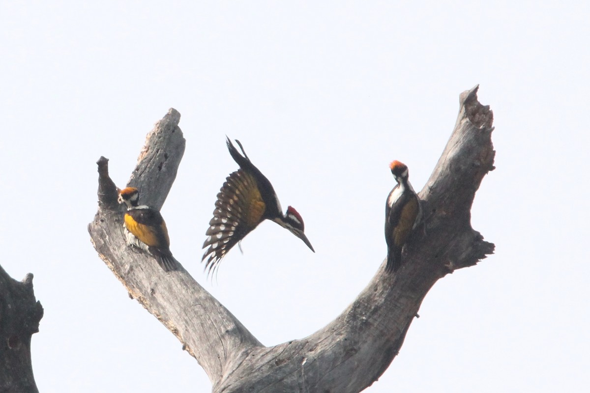 White-naped Woodpecker - Robert Gowan
