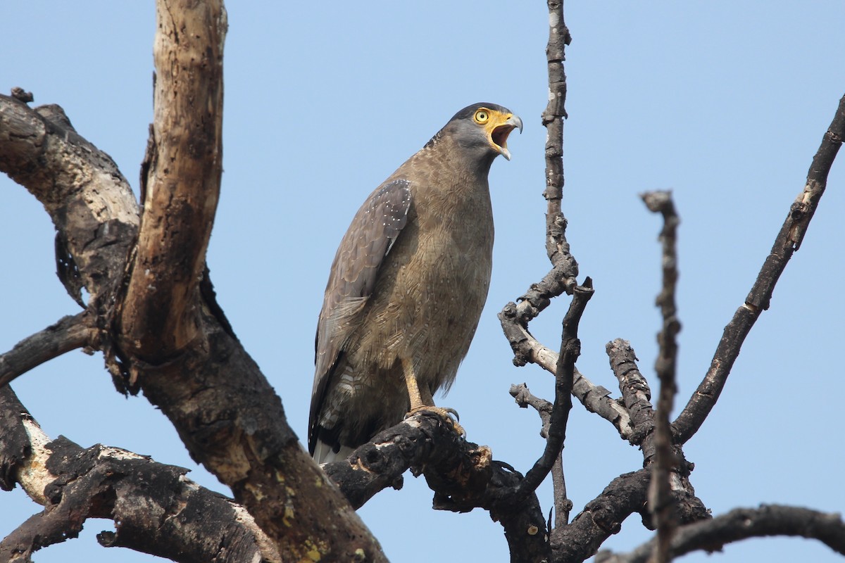 Crested Serpent-Eagle - ML56030441