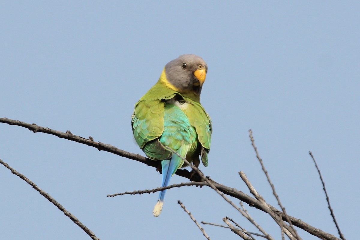 Plum-headed Parakeet - Robert Gowan
