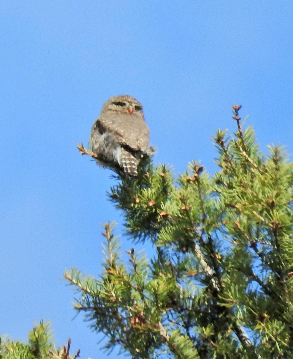 Northern Pygmy-Owl - ML56030891