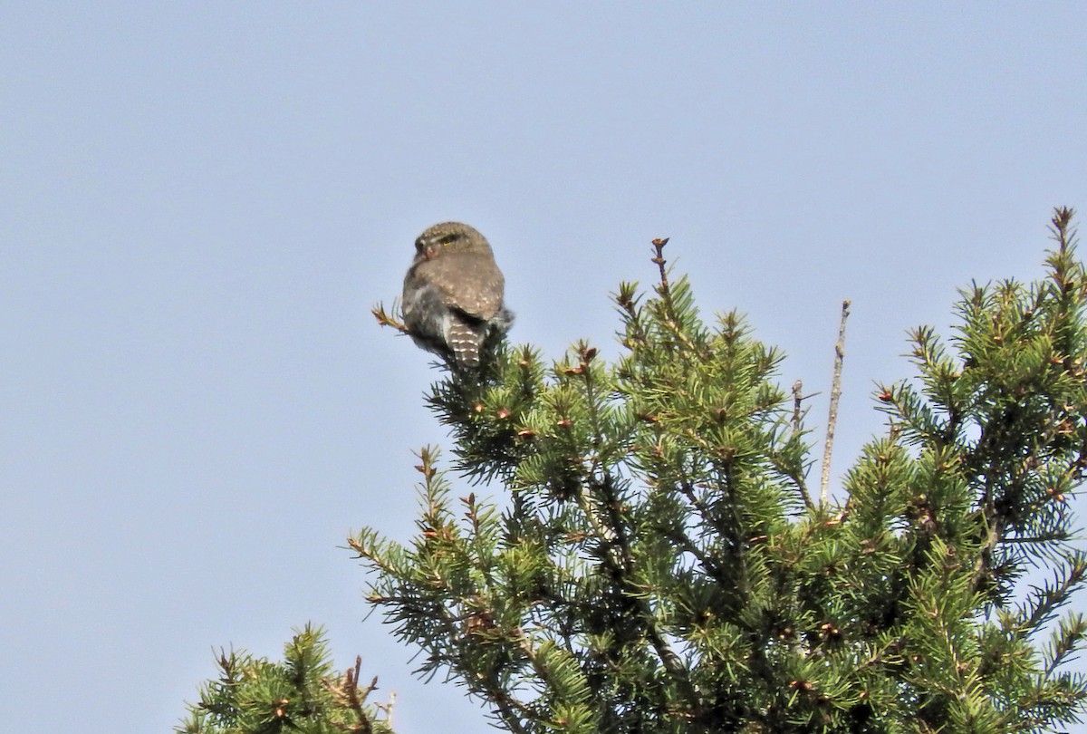Northern Pygmy-Owl - ML56030901