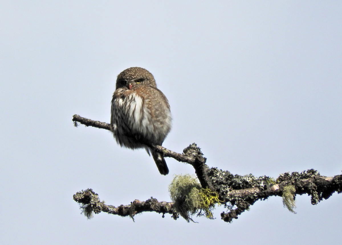 Northern Pygmy-Owl - ML56030911