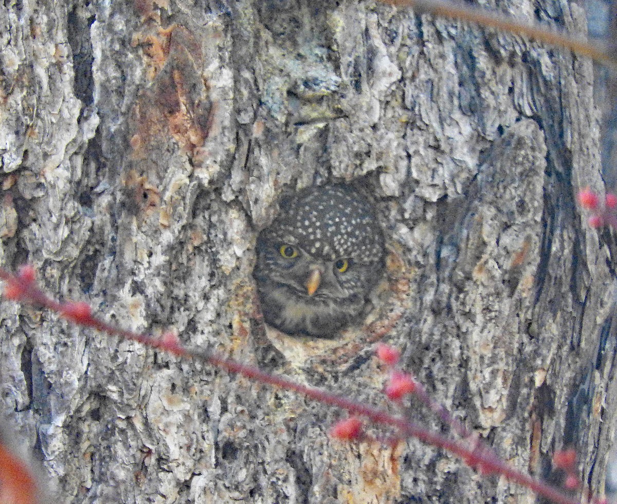 Northern Pygmy-Owl - Tresa Moulton