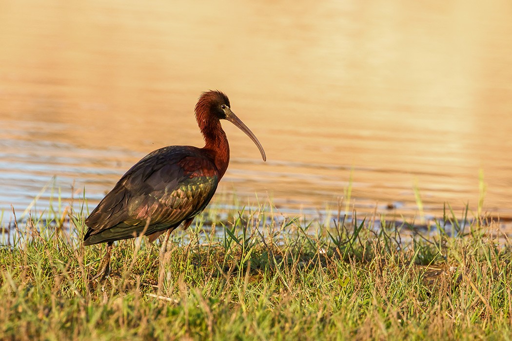 ibis hnědý - ML560311101