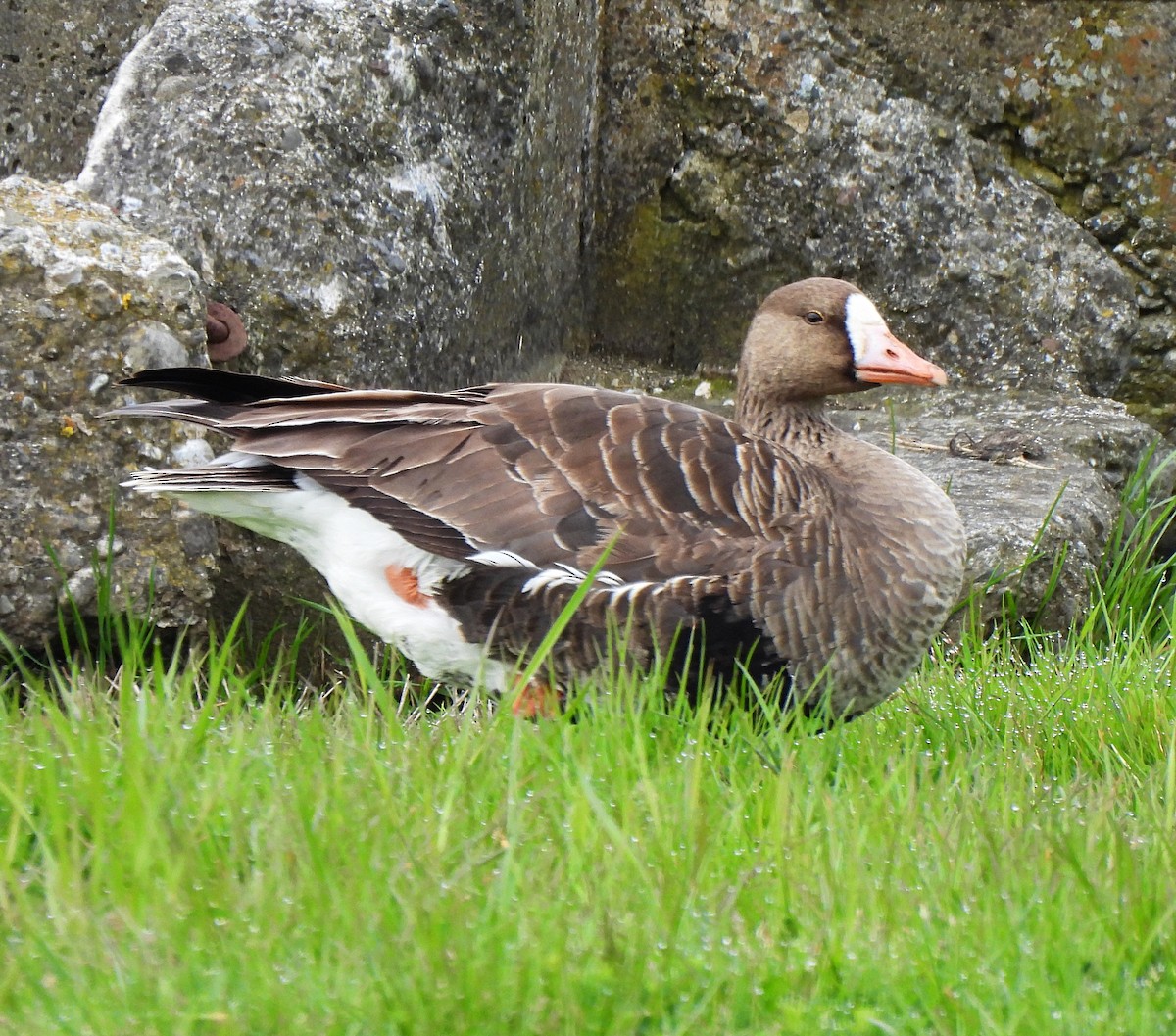 Greater White-fronted Goose - ML560325271