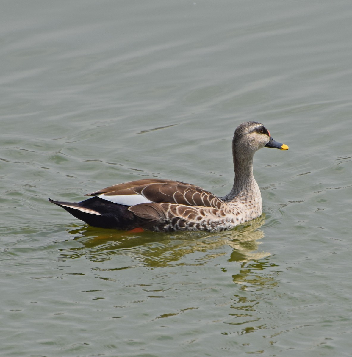 Indian Spot-billed Duck - John Bruin