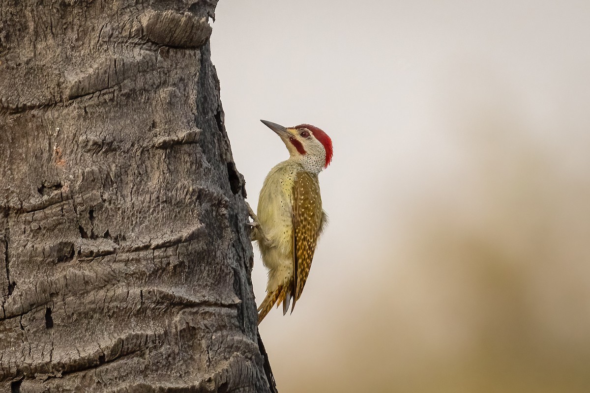 Fine-spotted Woodpecker - ML560327421