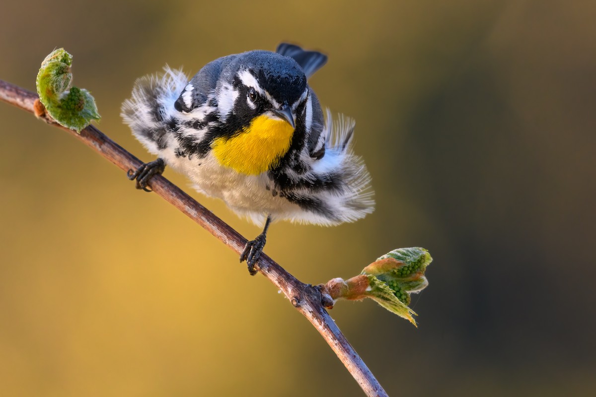 Yellow-throated Warbler - ML560328591