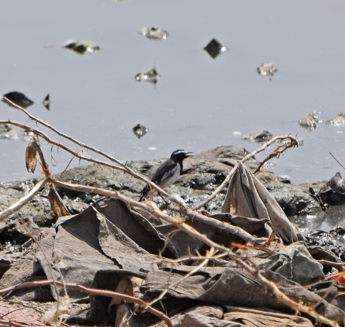 White-browed Wagtail - ML56032971