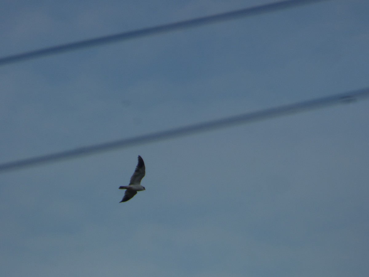 Black-winged Kite - Lars Gonçalves