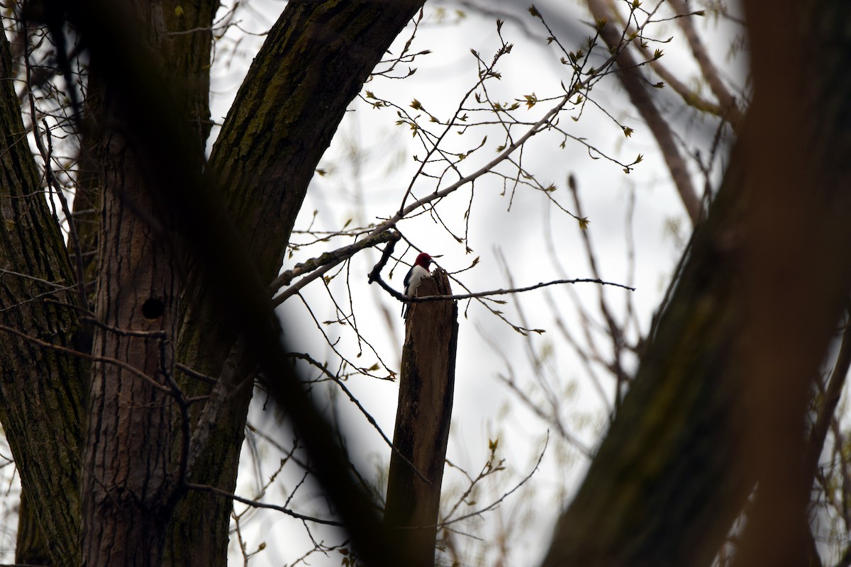 Red-headed Woodpecker - ML56033511
