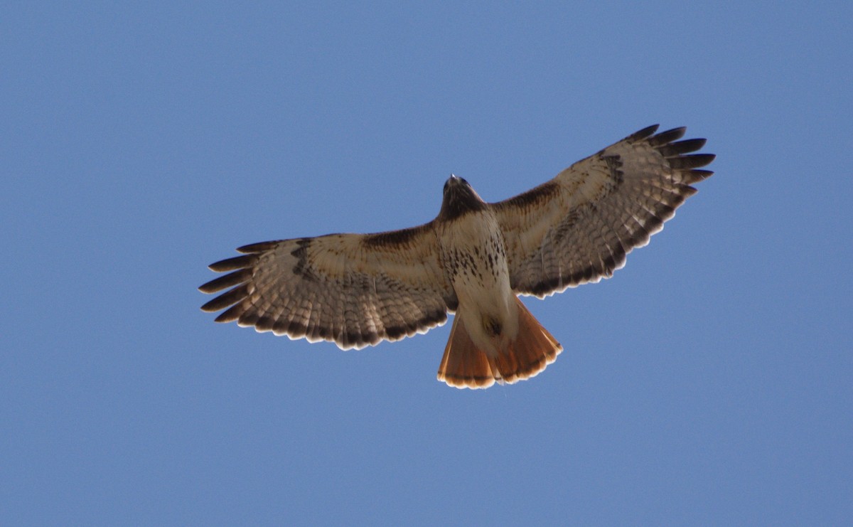 Red-tailed Hawk - Raymond Gagnon