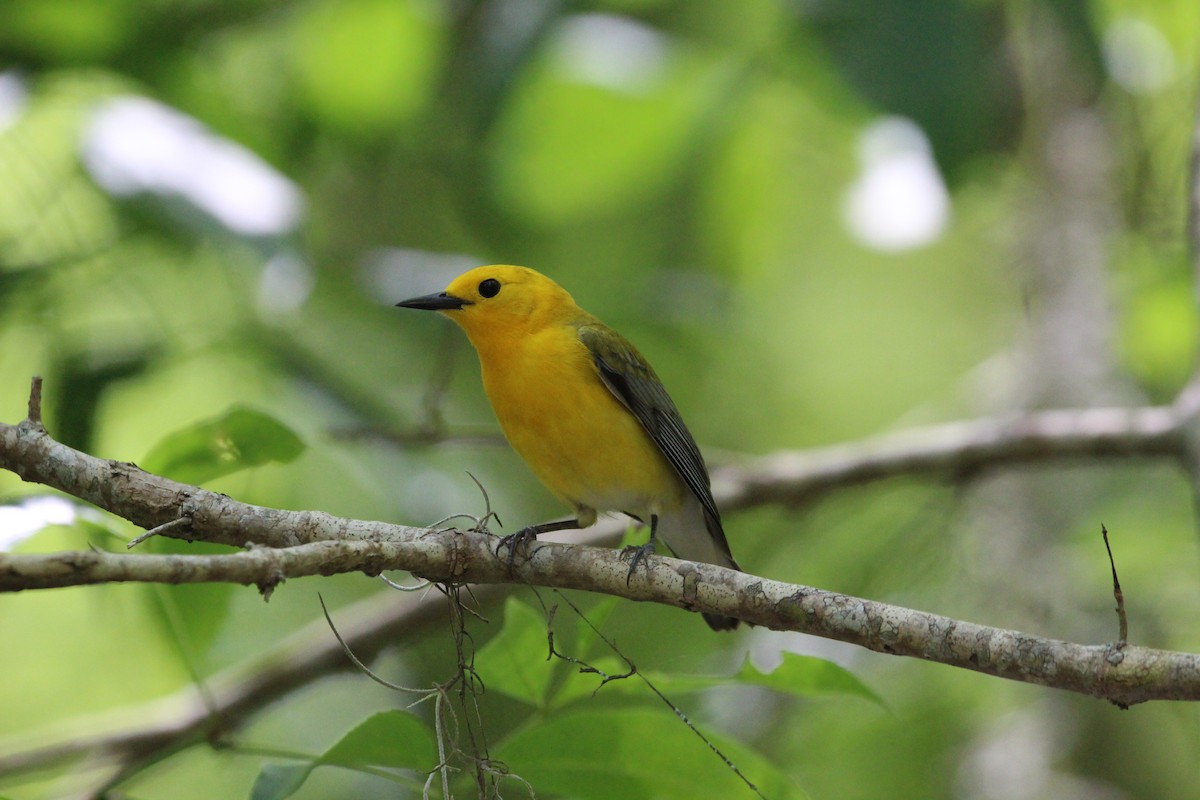 Prothonotary Warbler - ML560354701