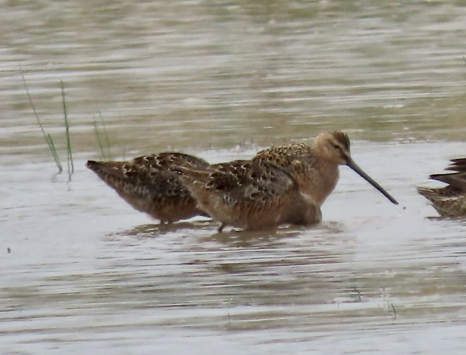 Long-billed Dowitcher - ML560356911