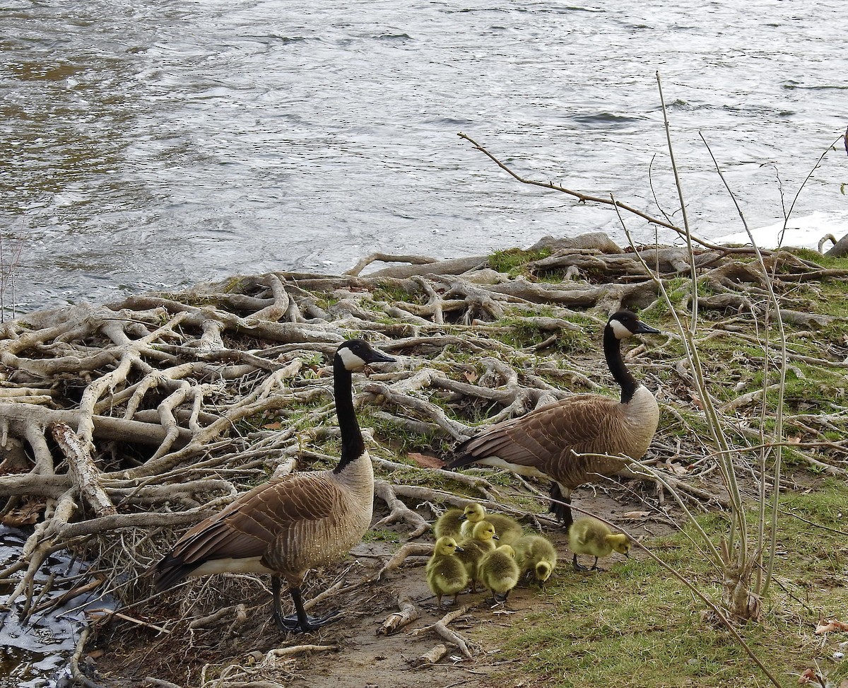 Ebird Checklist Apr Nichols Arboretum Species