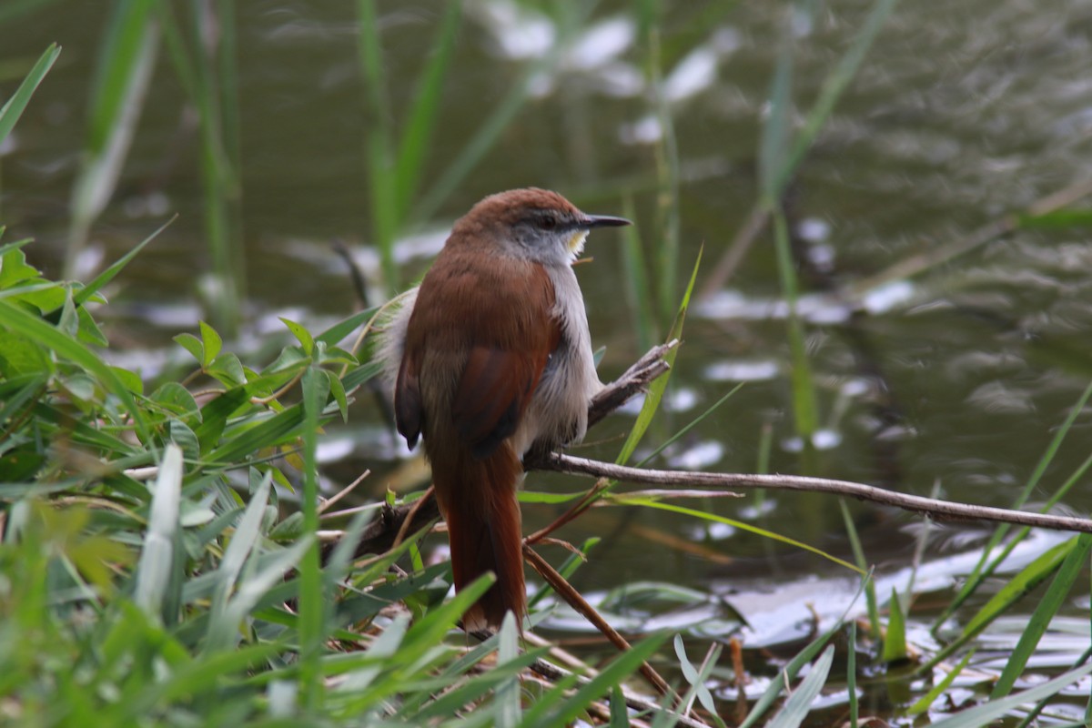 Yellow-chinned Spinetail - ML560361451