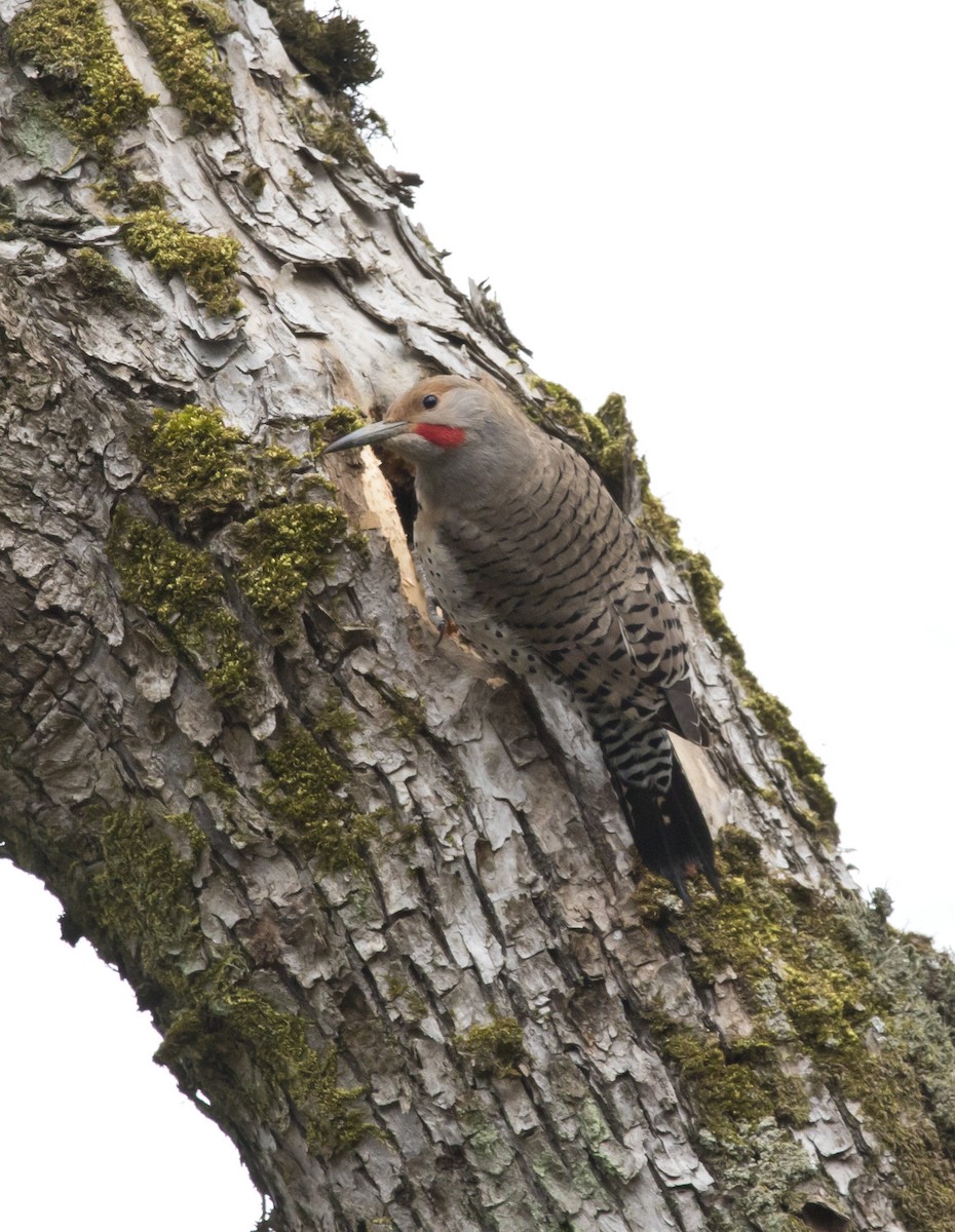 Northern Flicker (Red-shafted) - ML560362721