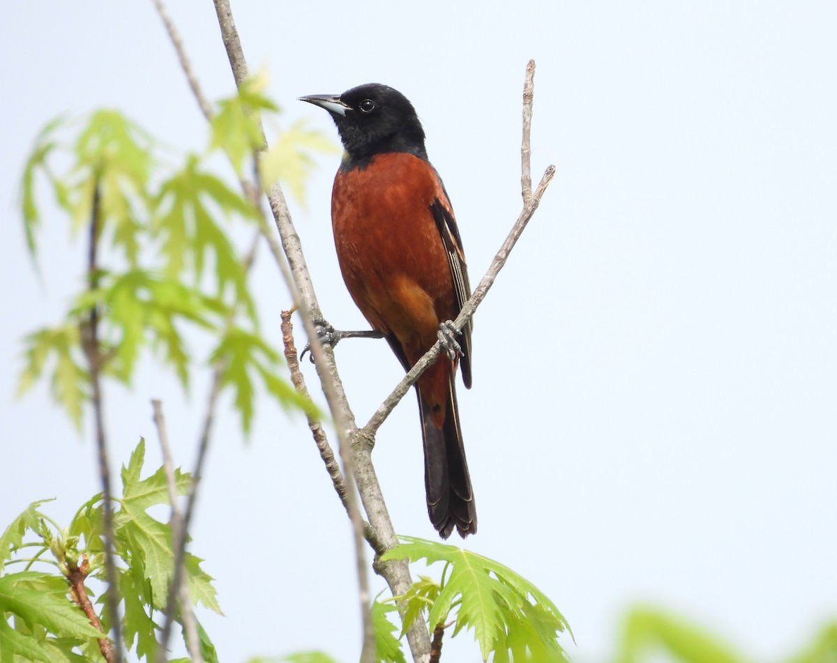 Orchard Oriole - ML560365341