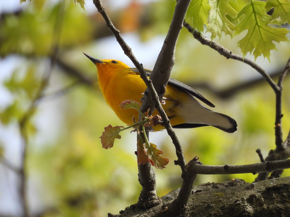 Prothonotary Warbler - ML560365431