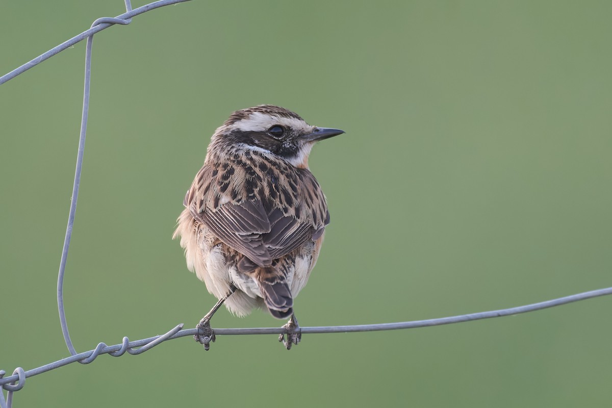 Whinchat - ML560377871