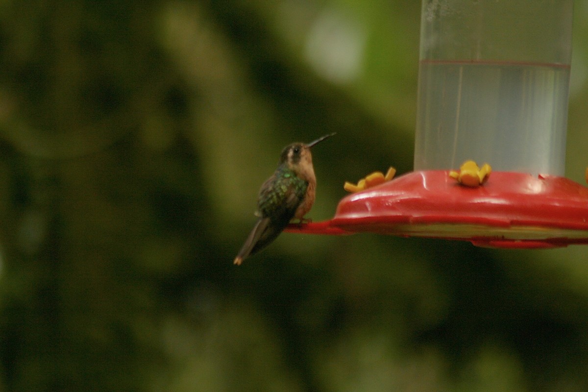 Speckled Hummingbird - ML560378431