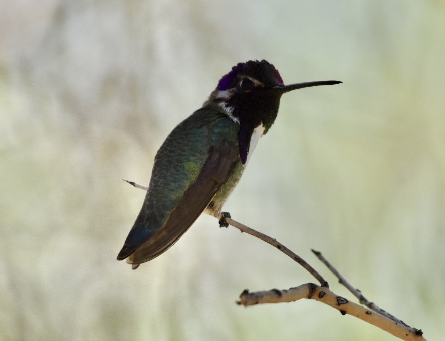 Costa's Hummingbird - ML560380461