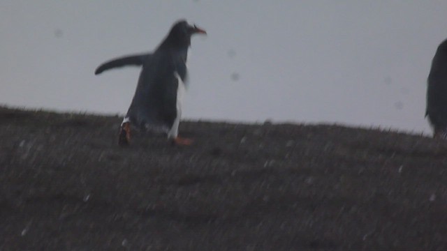 Pingüino Juanito - ML560380851