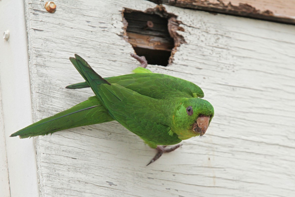 Green Parakeet - Volker Hesse