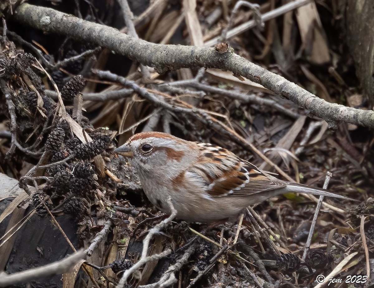 American Tree Sparrow - ML560383451