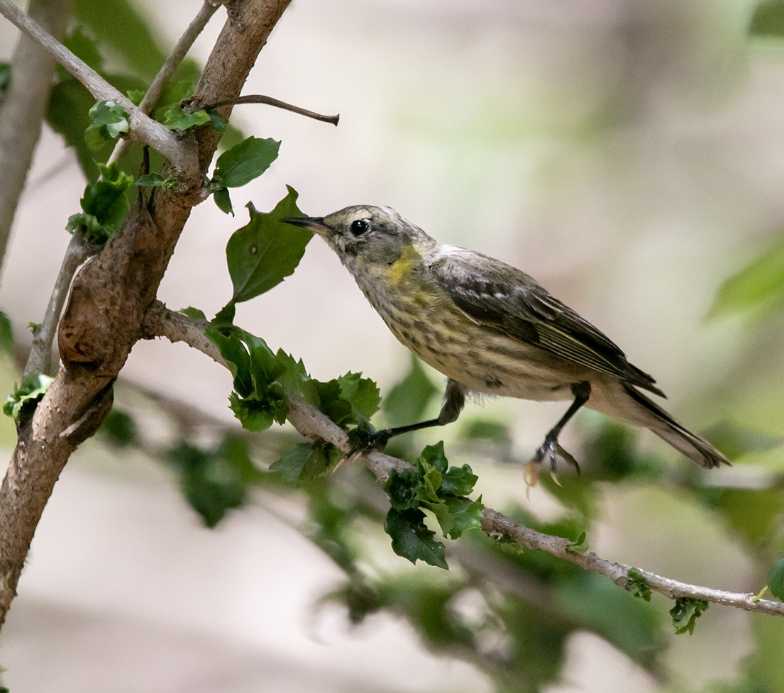 Cape May Warbler - ML560383641