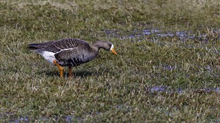 Greater White-fronted Goose, ML560383771