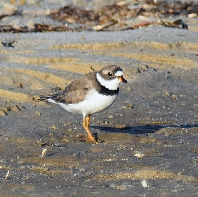 Semipalmated Plover - ML560384051