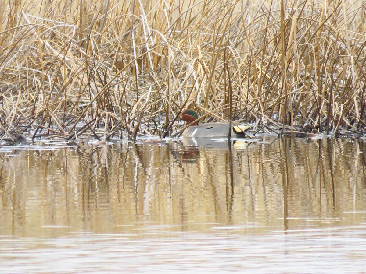Green-winged Teal - ML560386811