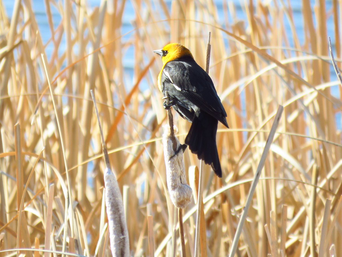 Yellow-headed Blackbird - ML560393171