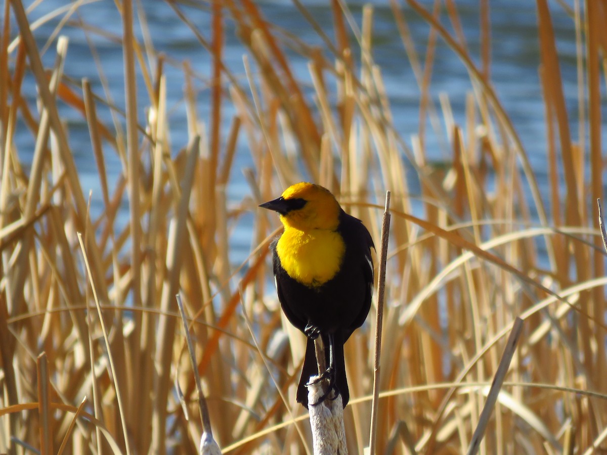 Yellow-headed Blackbird - ML560393181