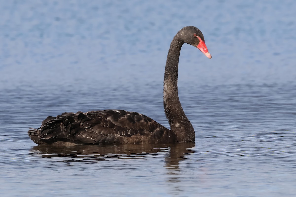 Black Swan - Vernon Kretschmann