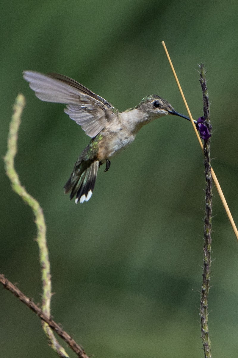 Ruby-throated Hummingbird - Kyle Arpke