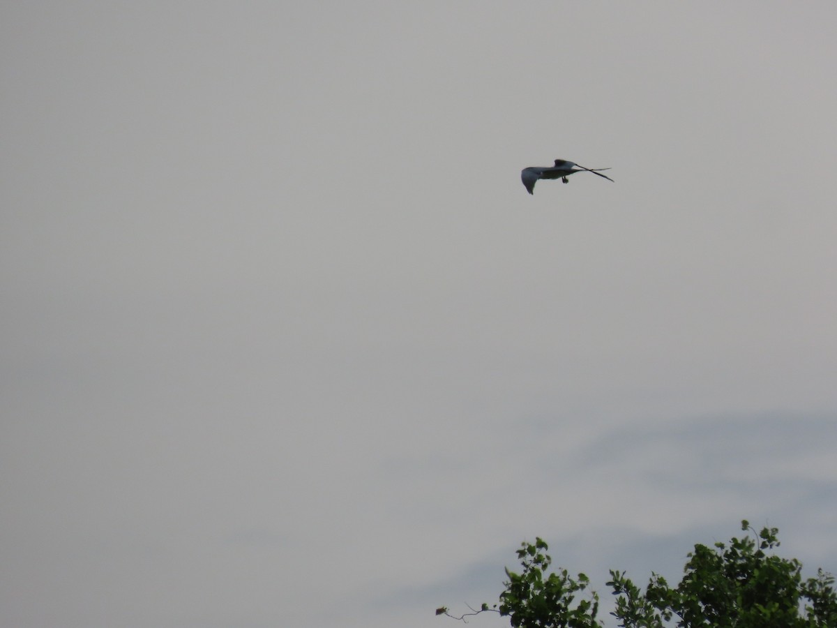Swallow-tailed Kite - ML560405461