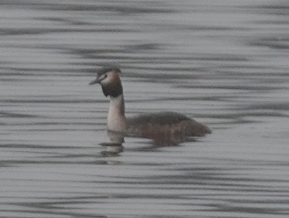 Great Crested Grebe - ML560406611