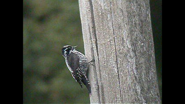 Eurasian Three-toed Woodpecker - ML560408441