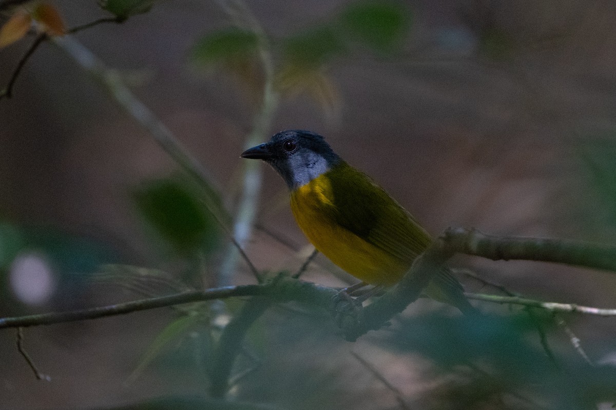 Gray-headed Tanager (Gray-crested) - ML560411231